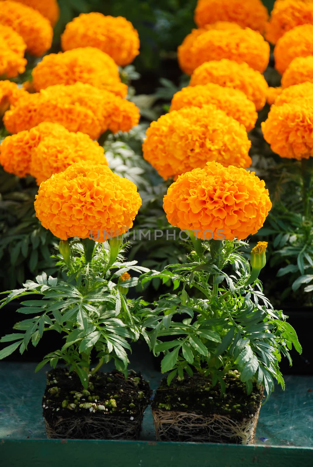 Marigolds Orange Color (Tagetes erecta, Mexican marigold, Aztec marigold, African marigold), marigold pot plant with roots