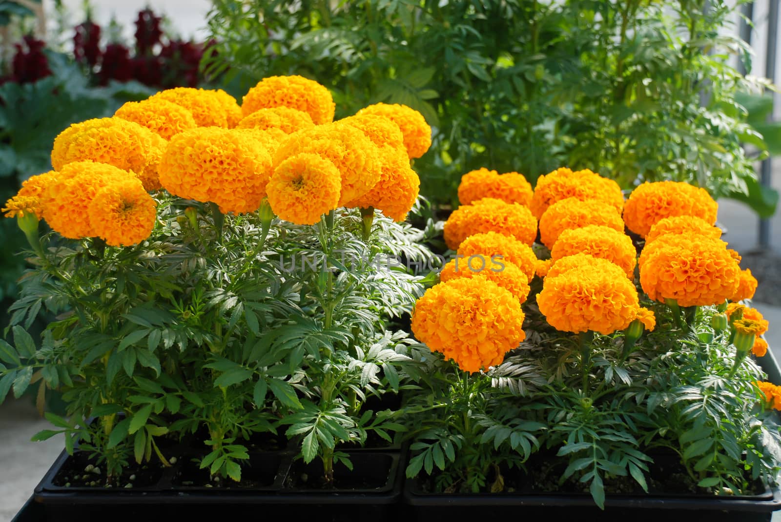 Marigolds Orange Color (Tagetes erecta, Mexican marigold, Aztec marigold, African marigold), marigold pot plant