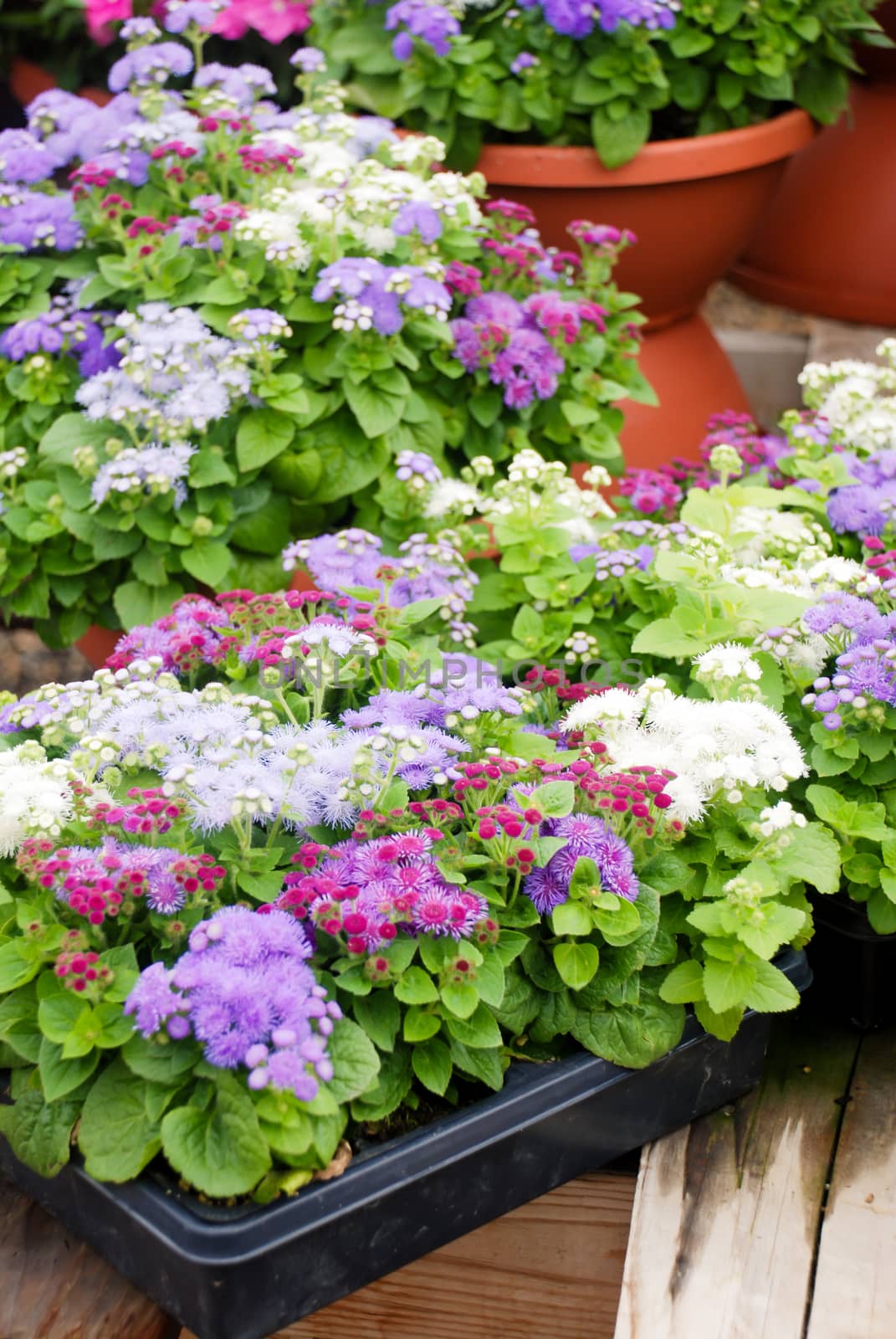 Ageratum, mixed colors ageratum, pot plants in the black tray by yuiyuize