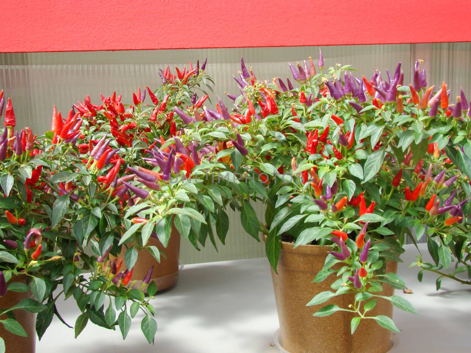 Ornamental pepper (dwarf pepper, Capsicum annuum), potted pepper ornament