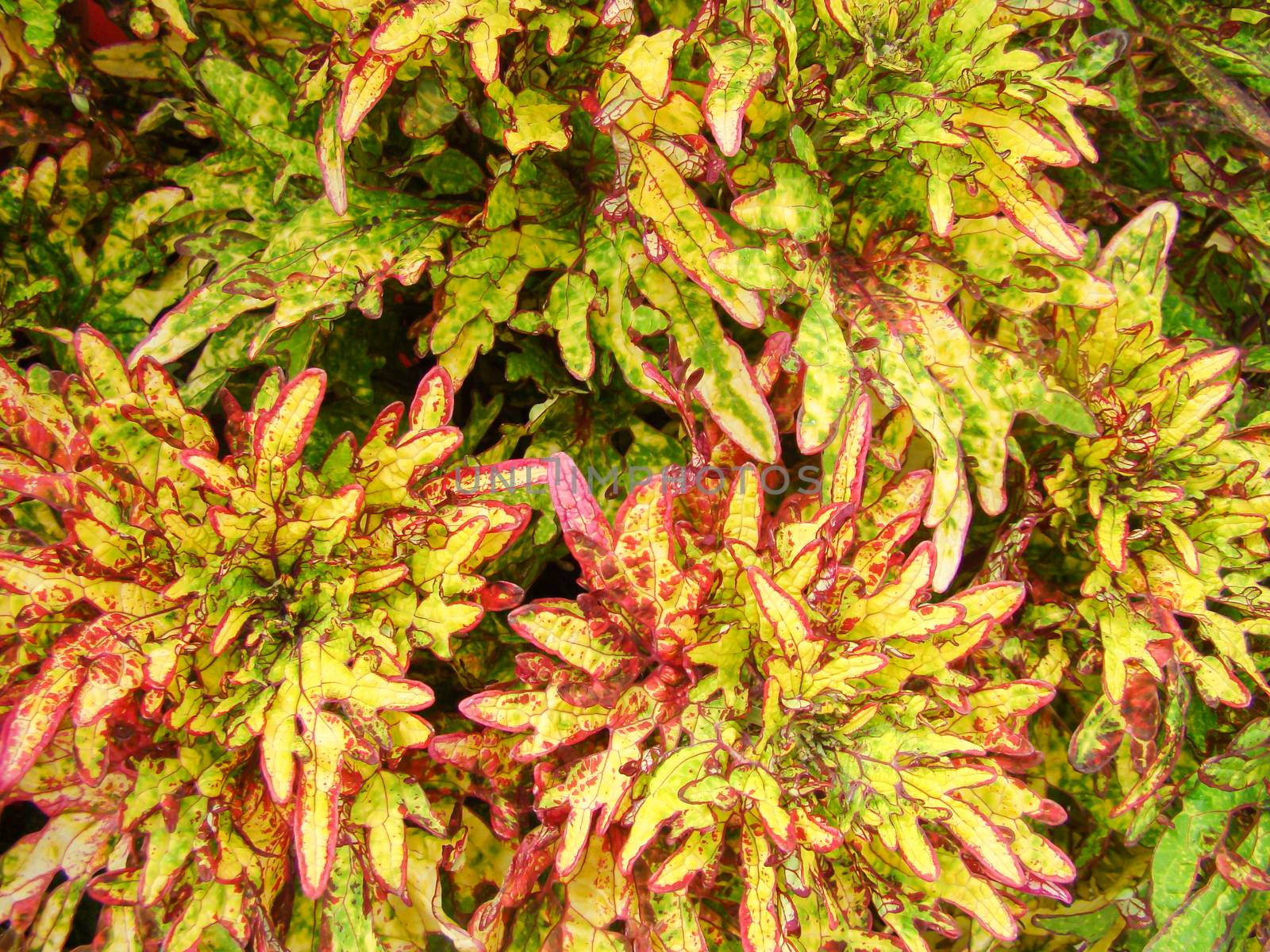 Red yellow leaves of the coleus, Plectranthus scutellarioides by yuiyuize