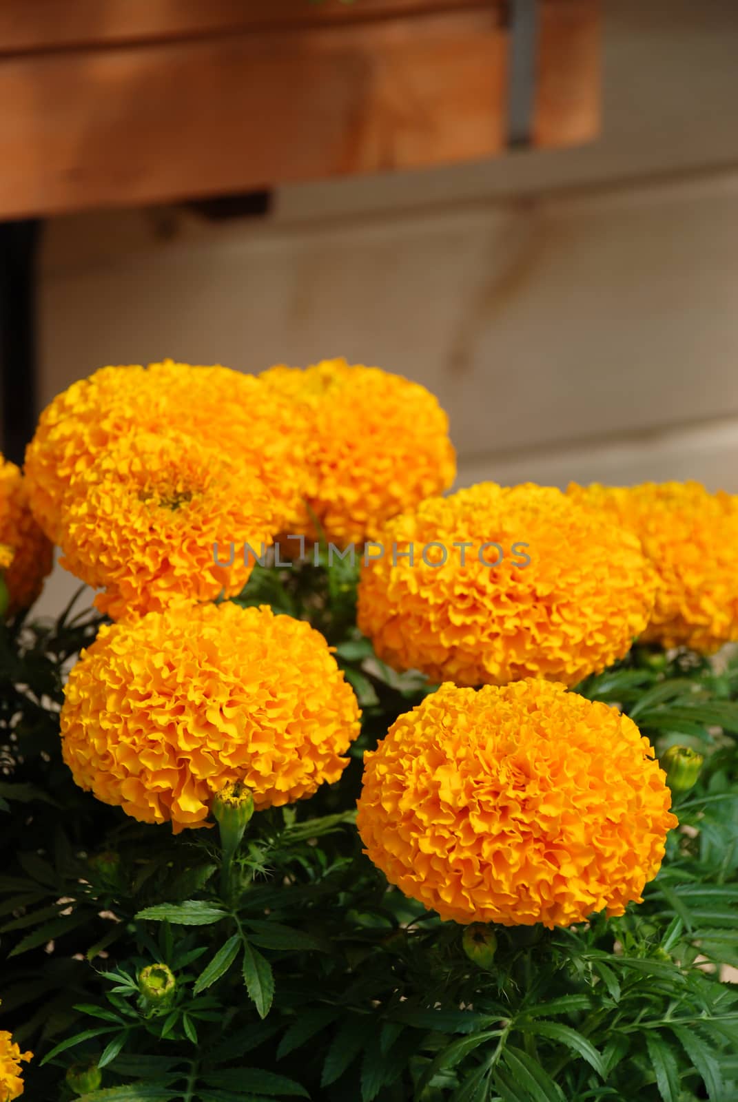 Marigolds Orange Color (Tagetes erecta, Mexican marigold, Aztec marigold, African marigold), marigold pot plant