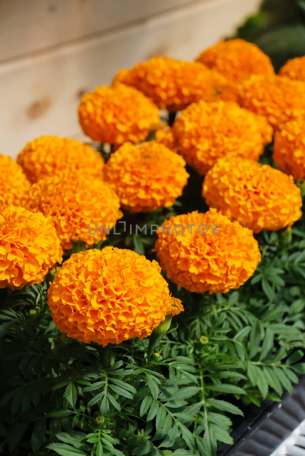 Marigolds Orange Color (Tagetes erecta, Mexican marigold) by yuiyuize