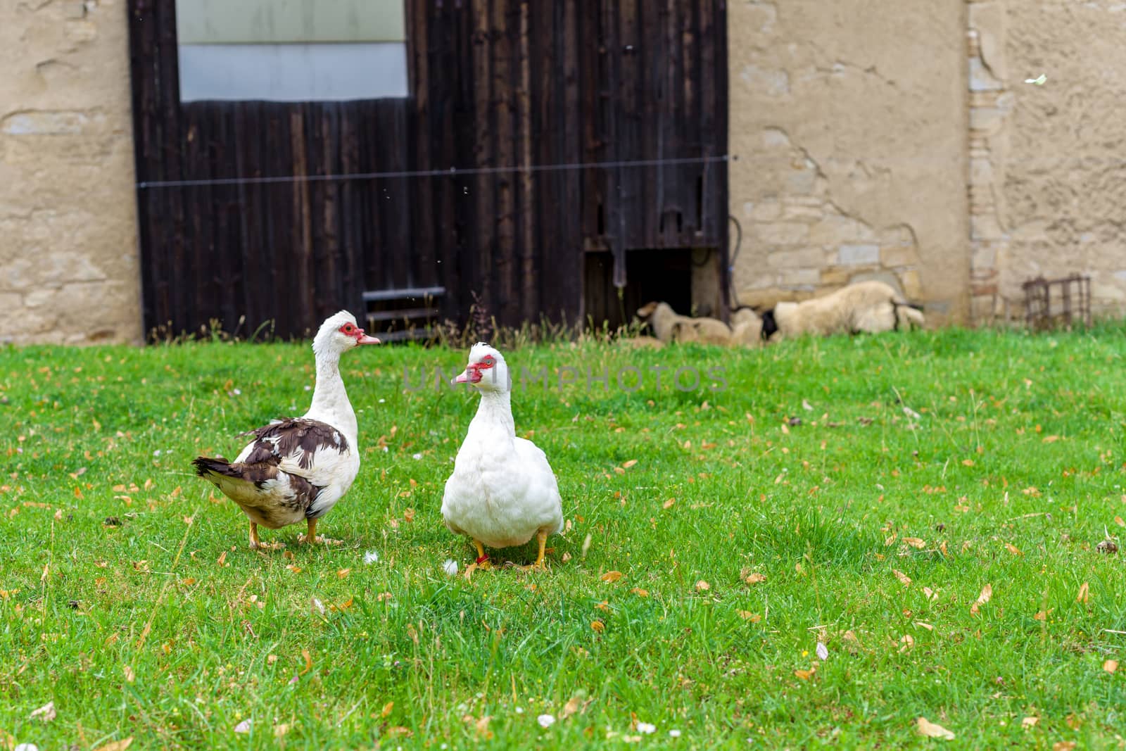 geese on a pasture on a farm in the village by Edophoto