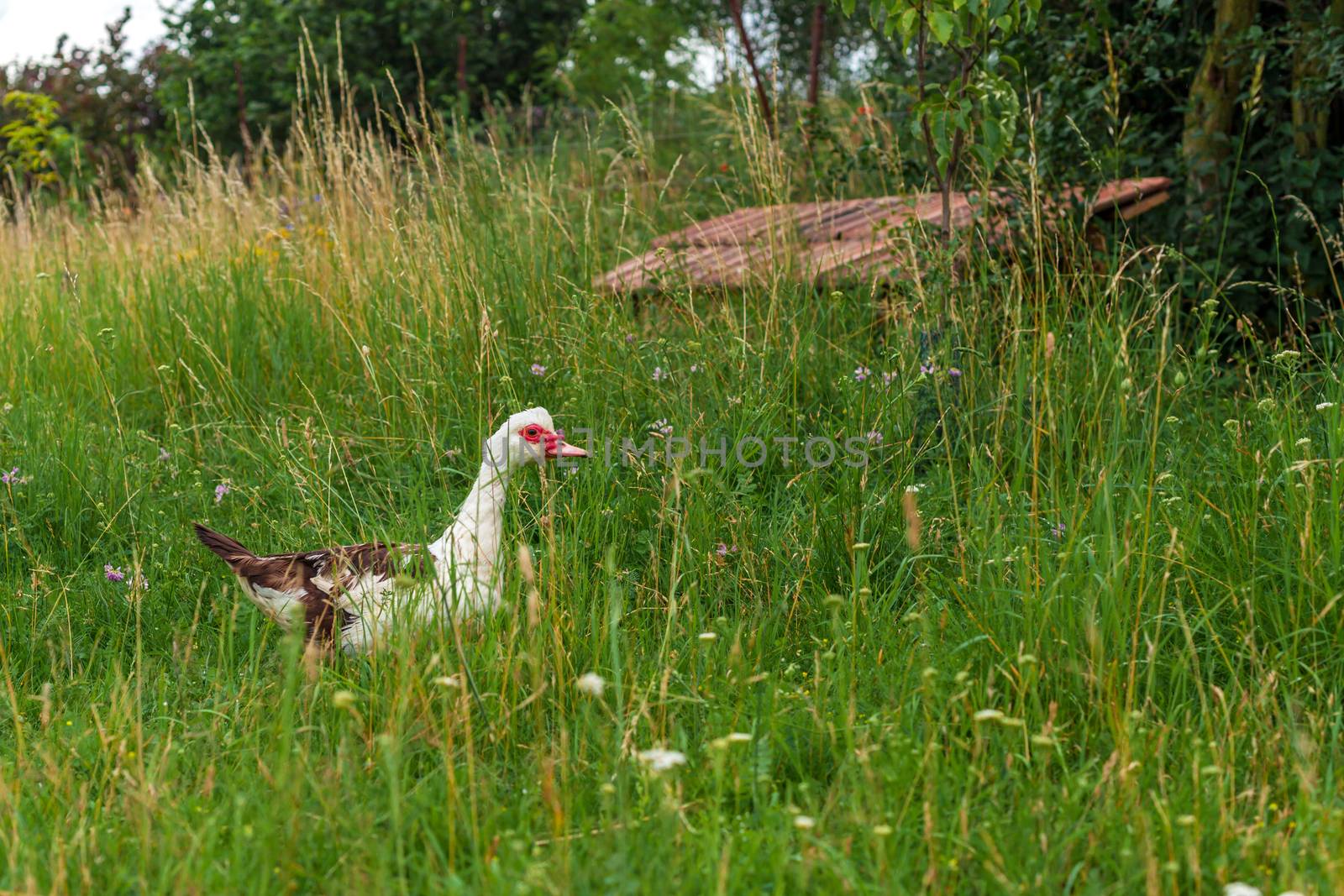 duck on a green meadow in the village by Edophoto