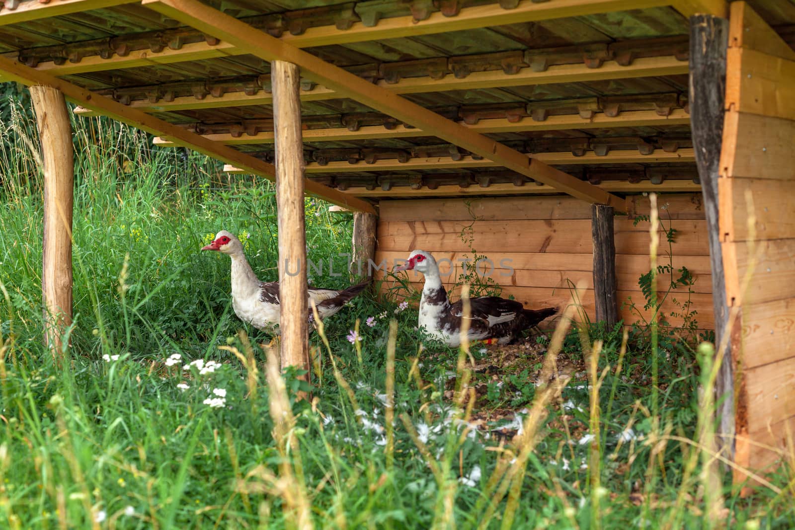 geese in a kennel on a farm by Edophoto