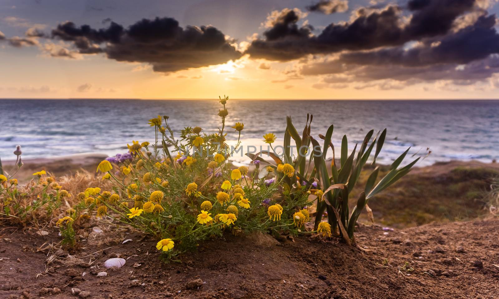 Flowers on mediterranean beach in sunset sea view by javax