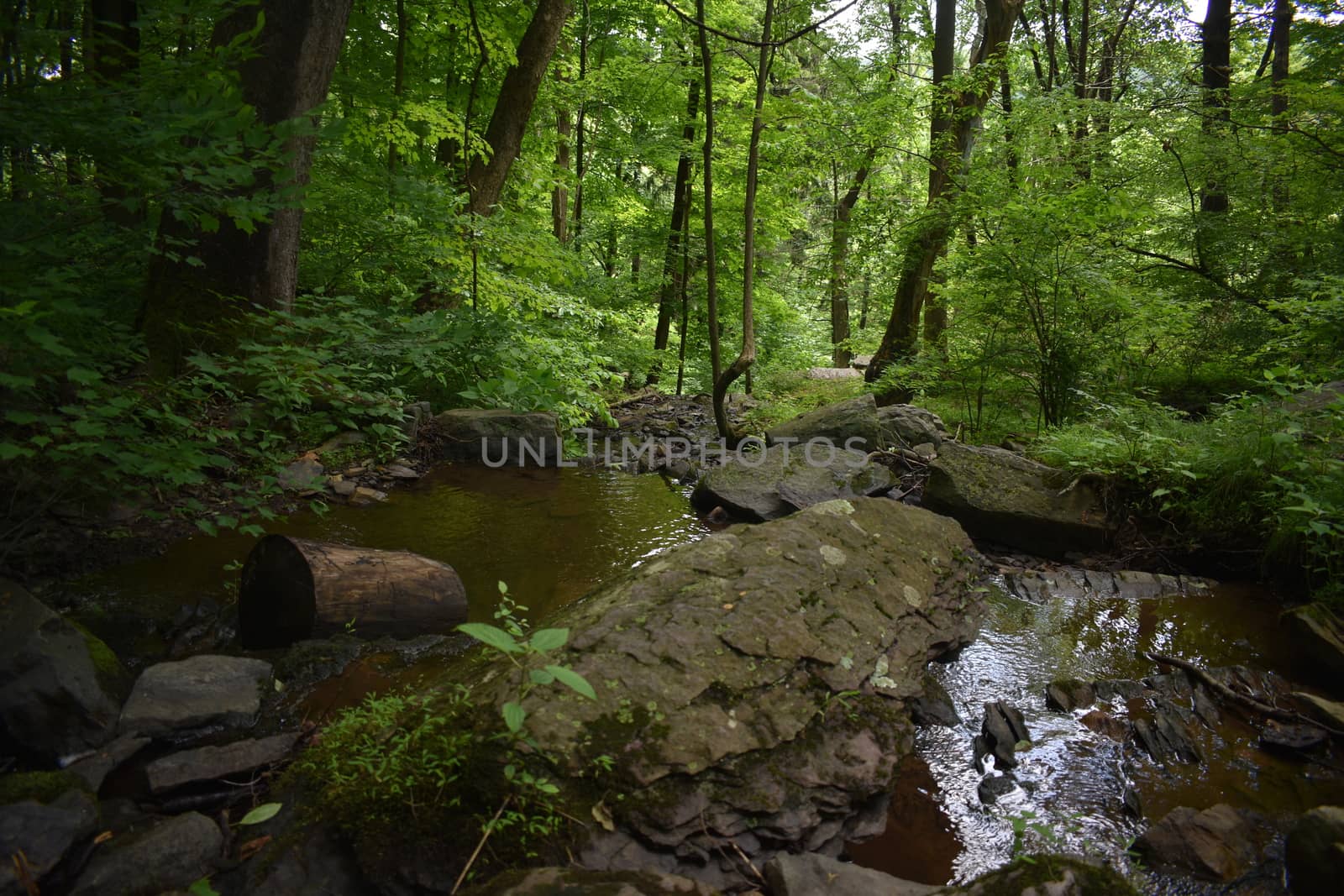 A Small Body of Flowing Water in a Lush Green Forest During Summer