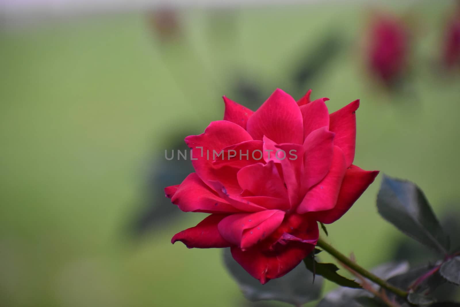 A Close Up Shot of a Red Rose With a Blurred Green Background