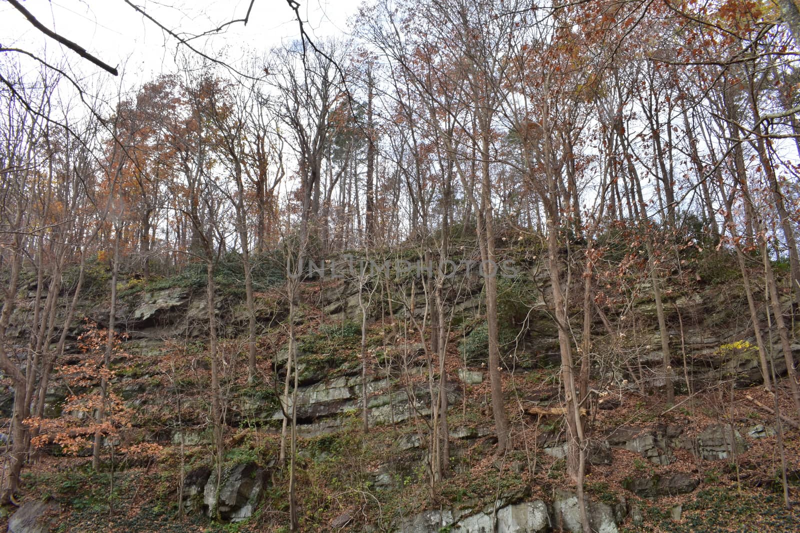 A Cliff Side Covered in Dead Trees During Winter