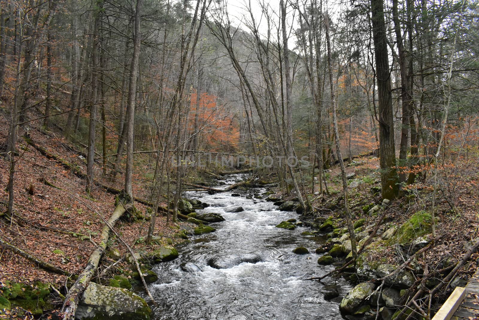 A Fast Flowing River in a Dead Autumn Forest Surrounded by Foliage