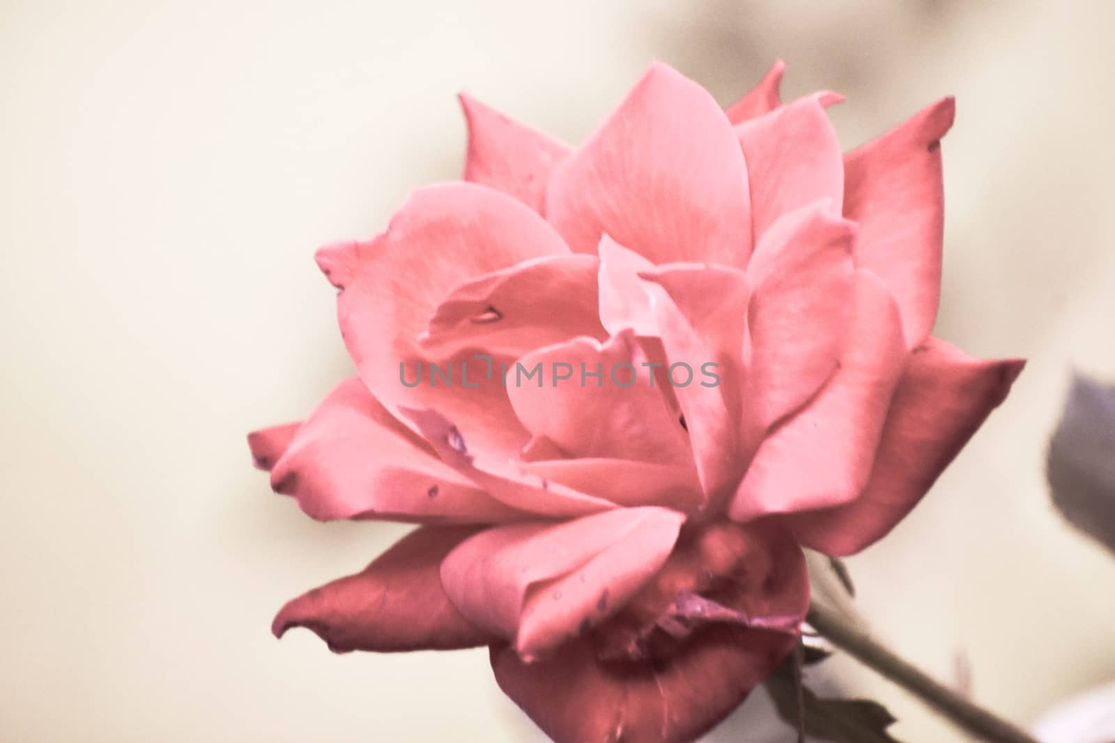 A Bright Pink Rose on a Grey Background by bju12290