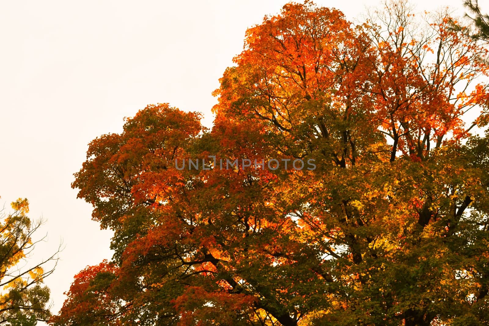 A Large Autumn Tree Lit By the Sunset by bju12290