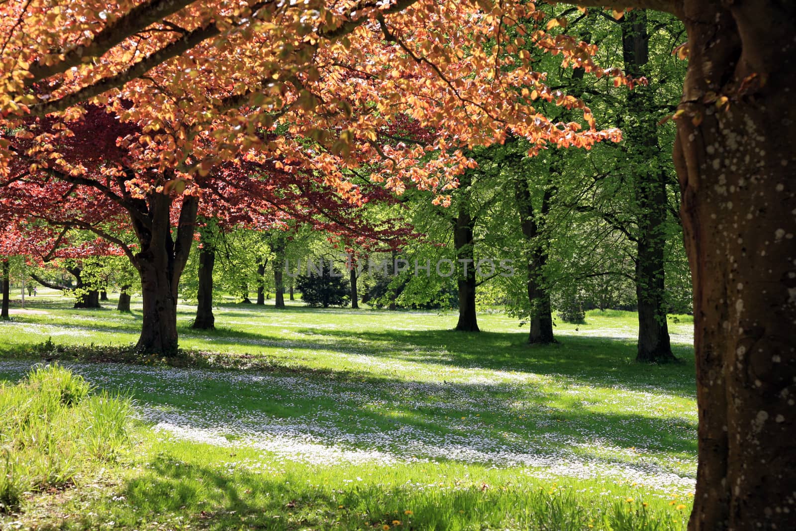 Spring landscape with trees and wildflower meadow