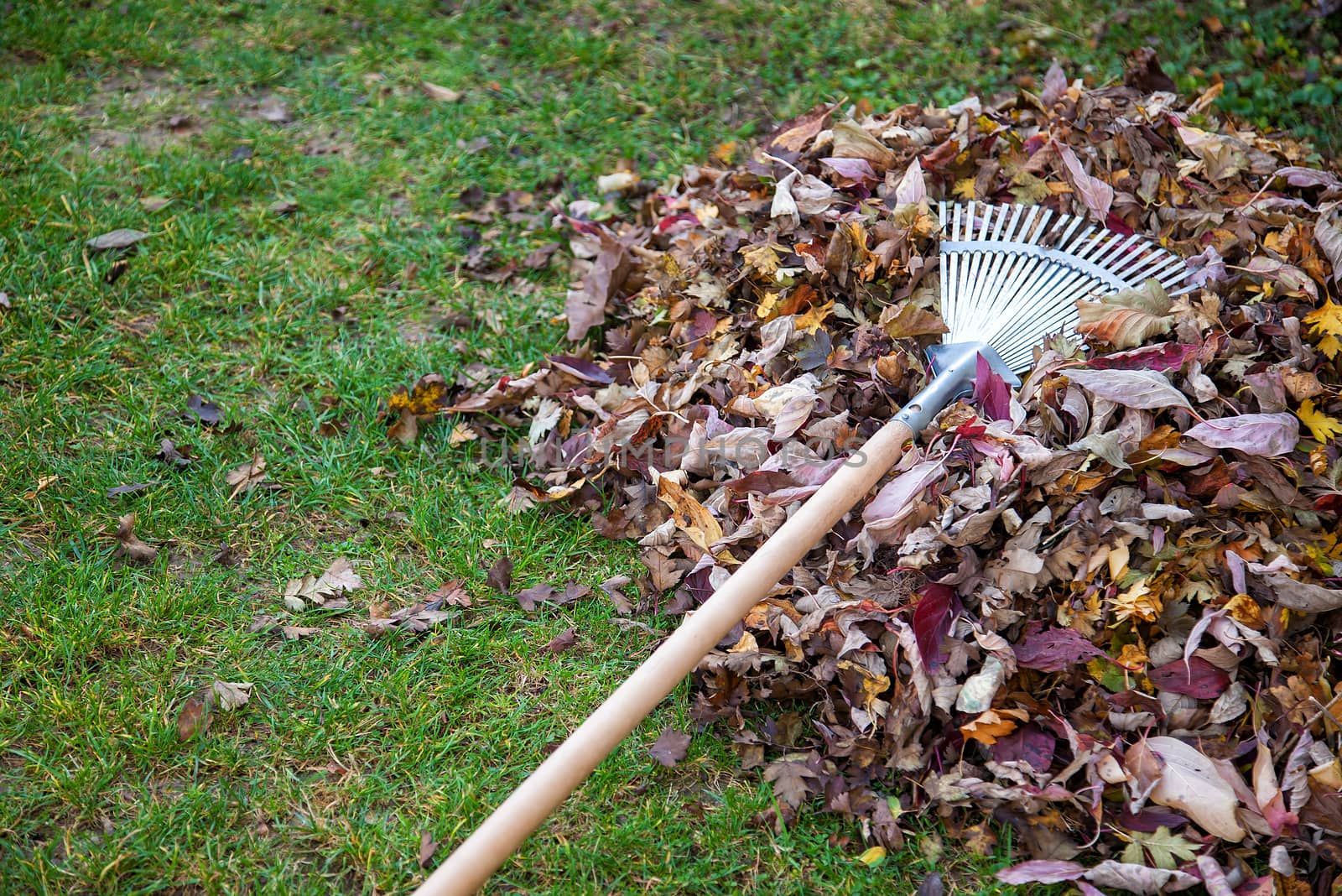 Gardening with rake and leaves