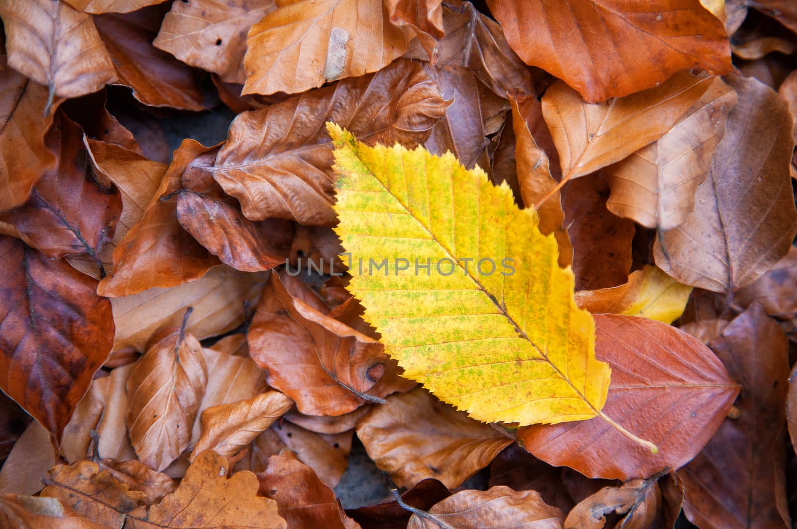 Autumnal leaf of a hornbeam plant (Carpinus betulus) on the ground by Kasparart