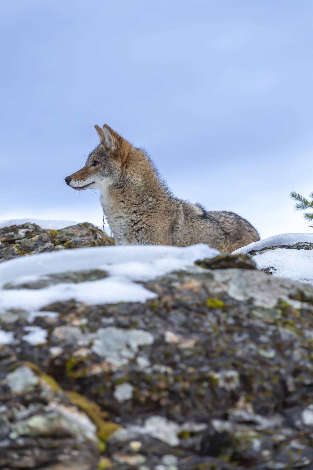 Coyote by actionsports