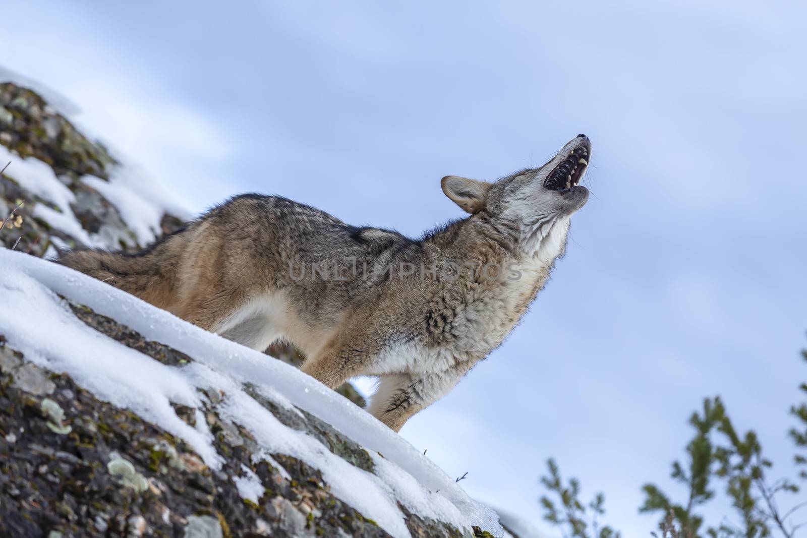 A Coyote searches for a meal in the snowy mountains of Montana.