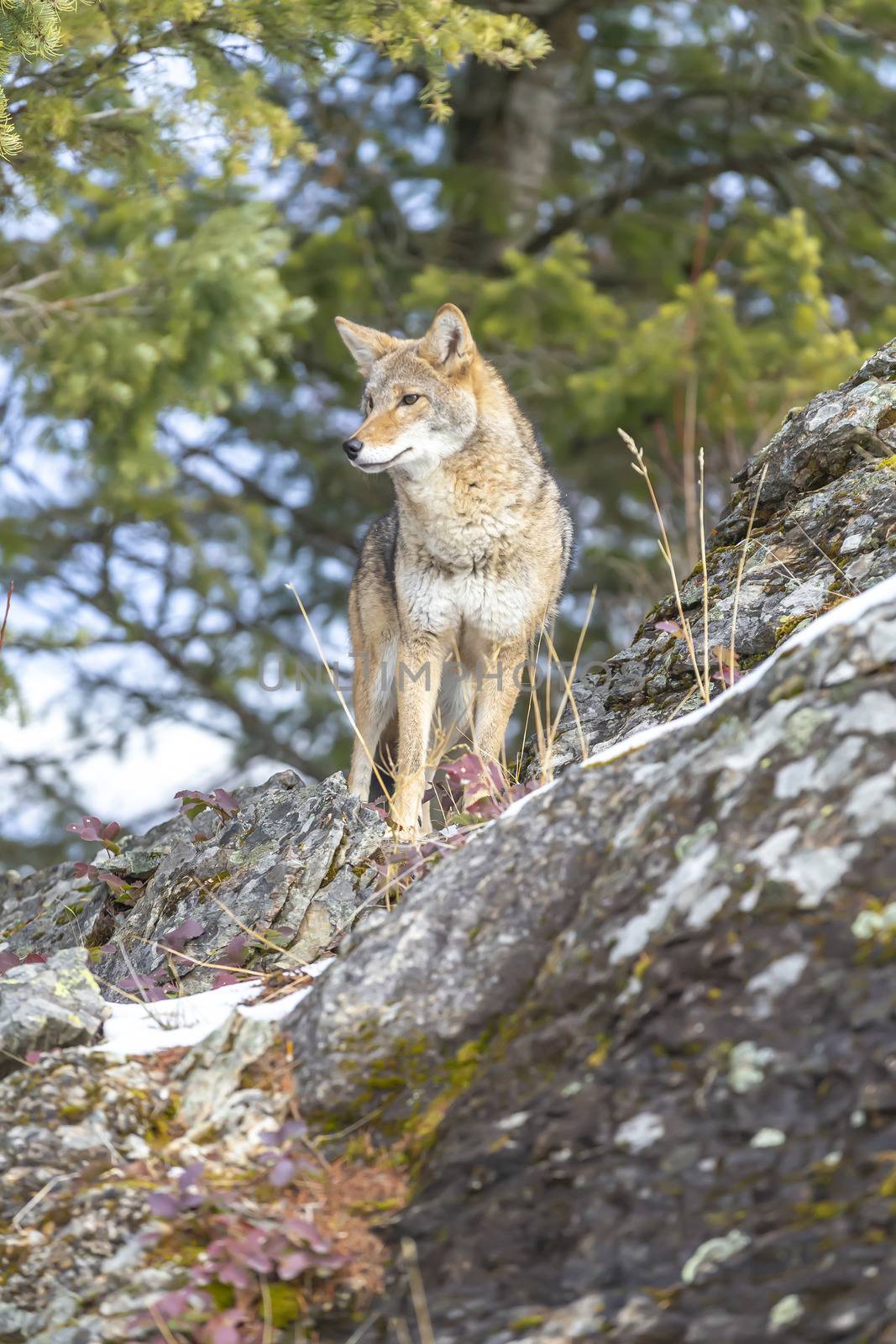 A Coyote searches for a meal in the snowy mountains of Montana.