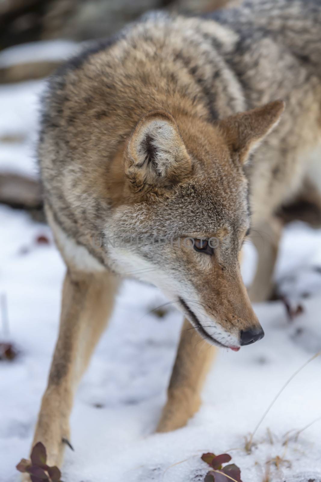 A Coyote searches for a meal in the snowy mountains of Montana.