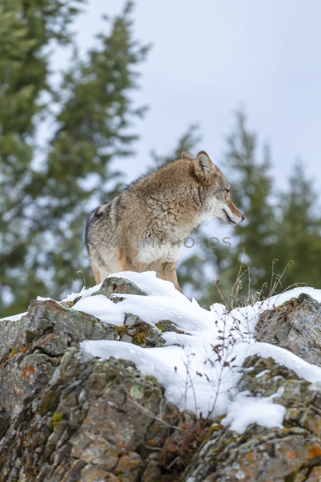 A Coyote searches for a meal in the snowy mountains of Montana.