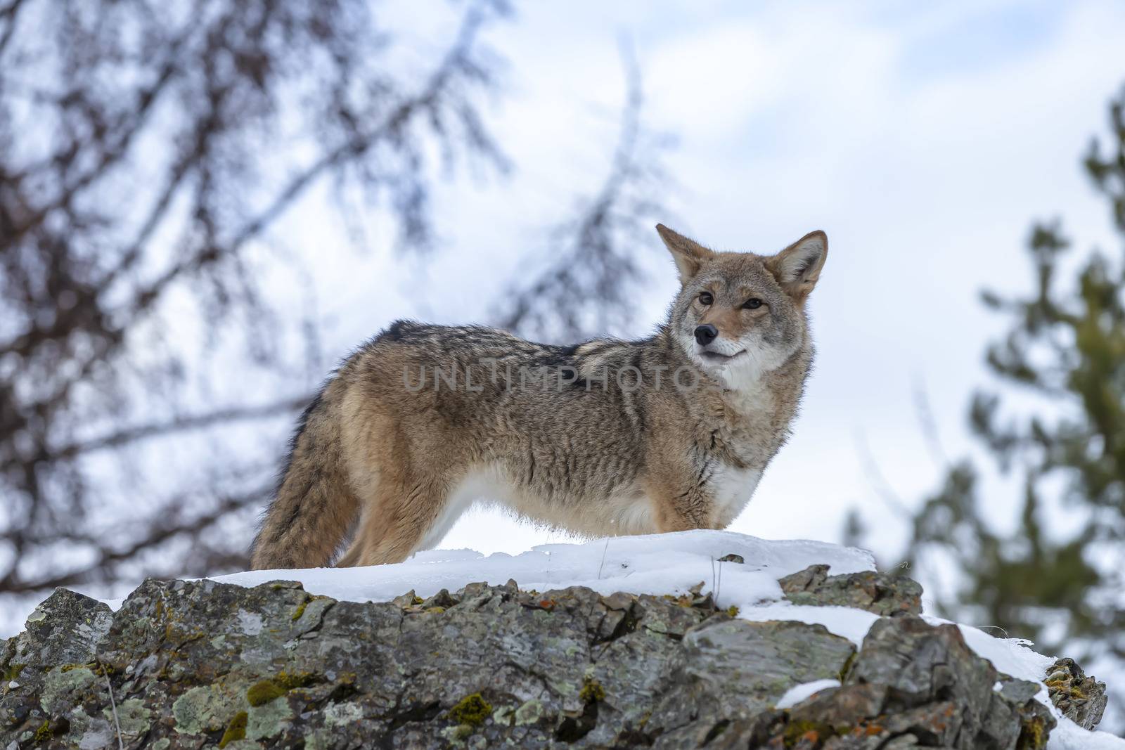 A Coyote searches for a meal in the snowy mountains of Montana.