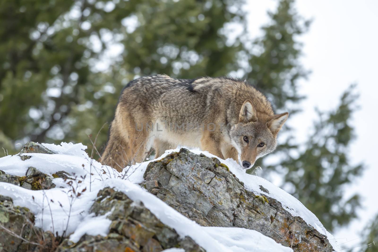 A Coyote searches for a meal in the snowy mountains of Montana.