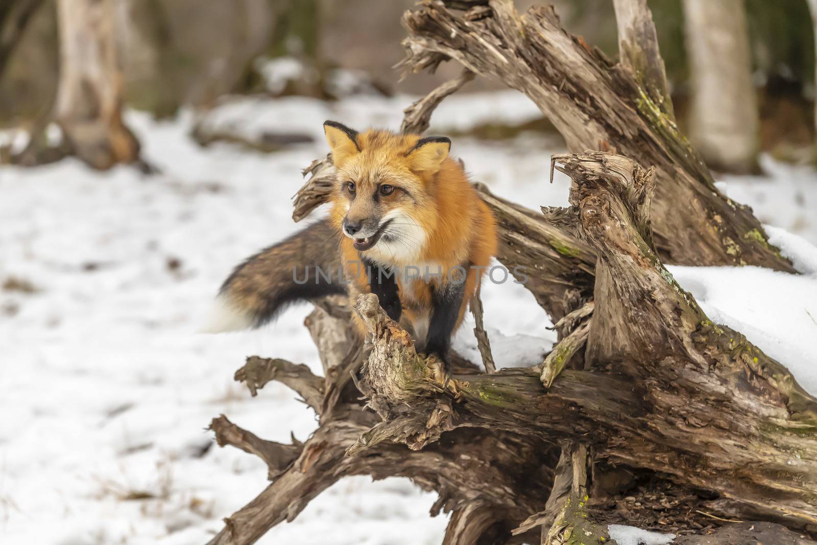 A Red Fox hunting for pray in a snowy environment