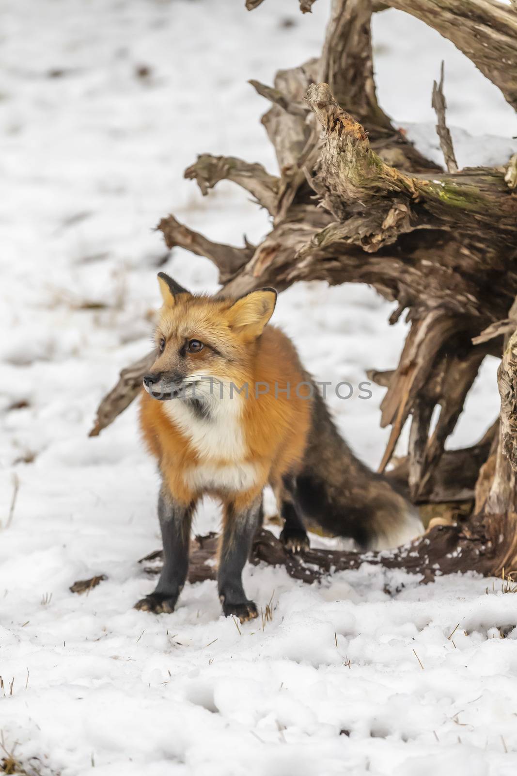 A Red Fox hunting for pray in a snowy environment