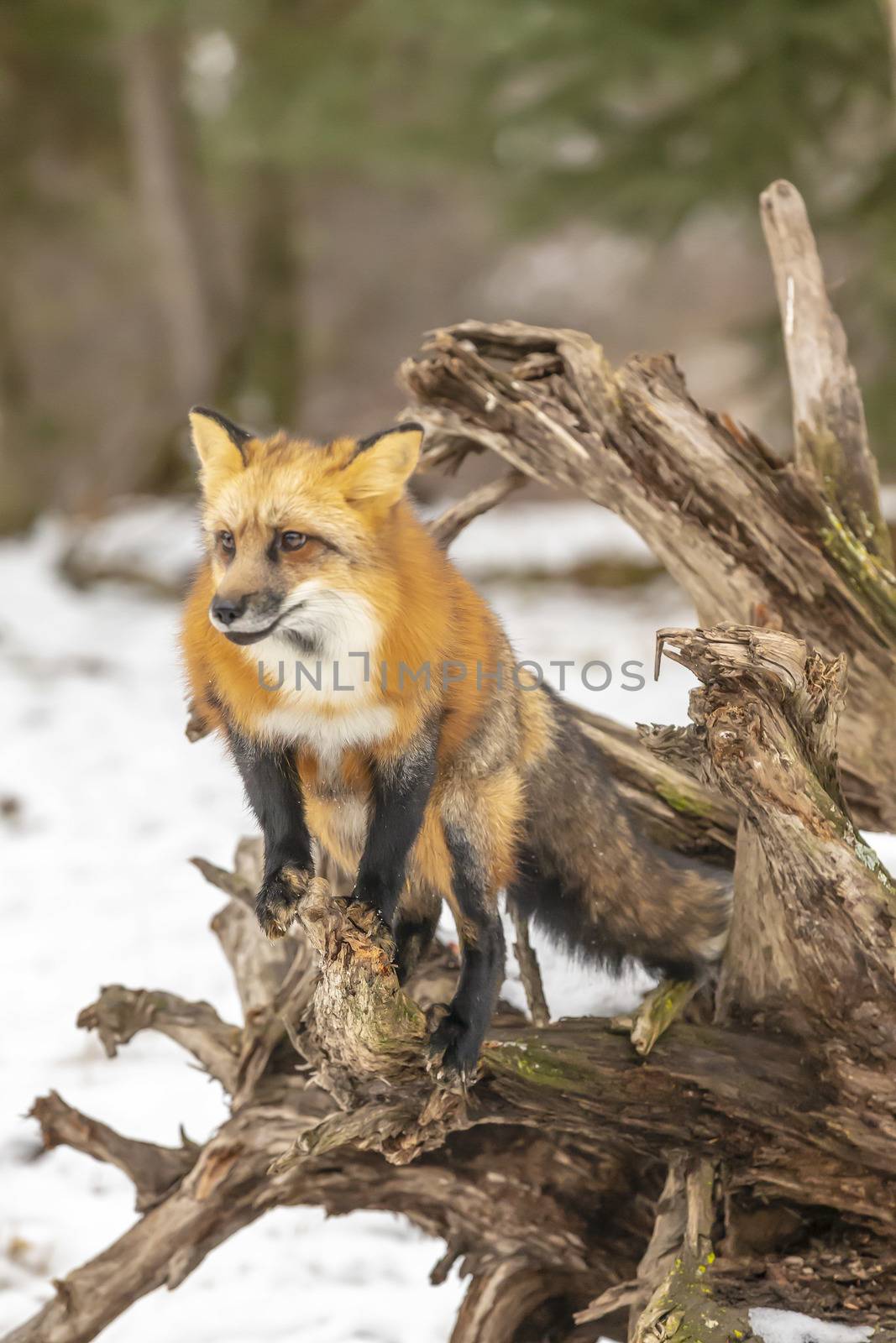 A Red Fox hunting for pray in a snowy environment