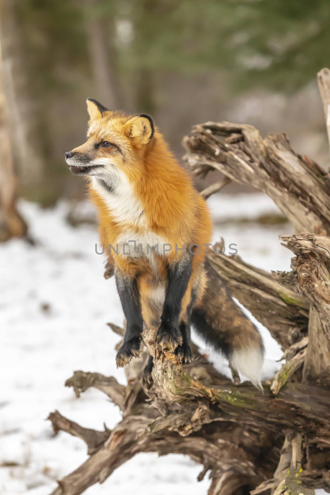 A Red Fox hunting for pray in a snowy environment