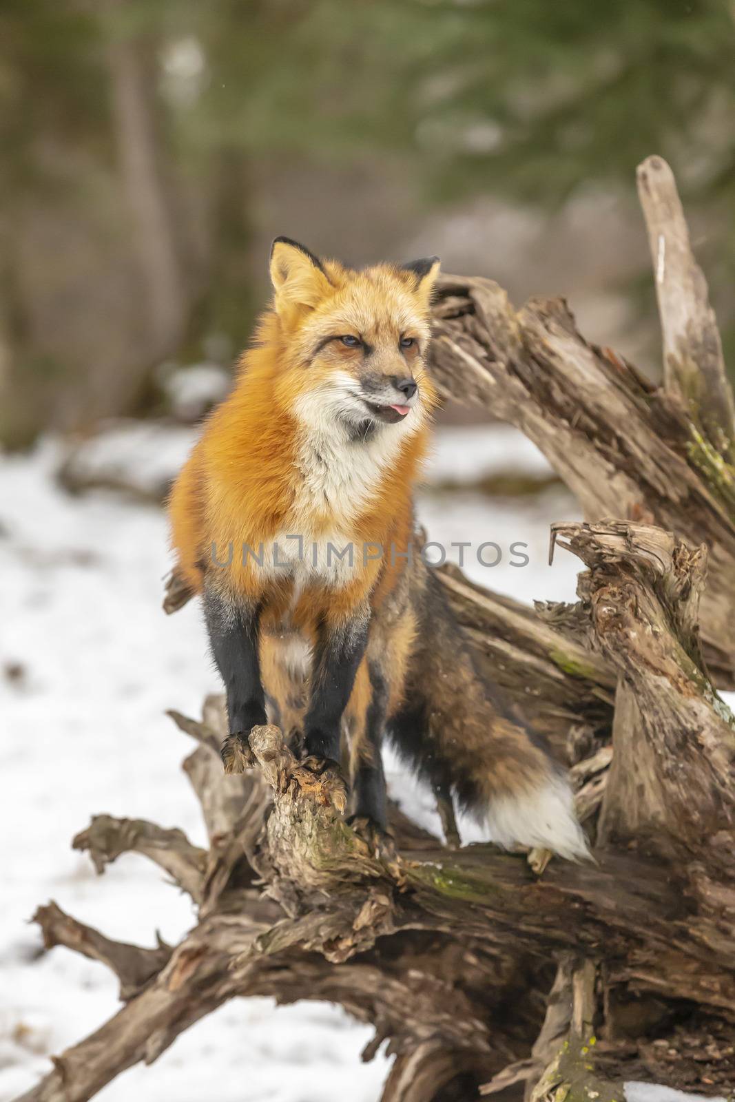 A Red Fox hunting for pray in a snowy environment