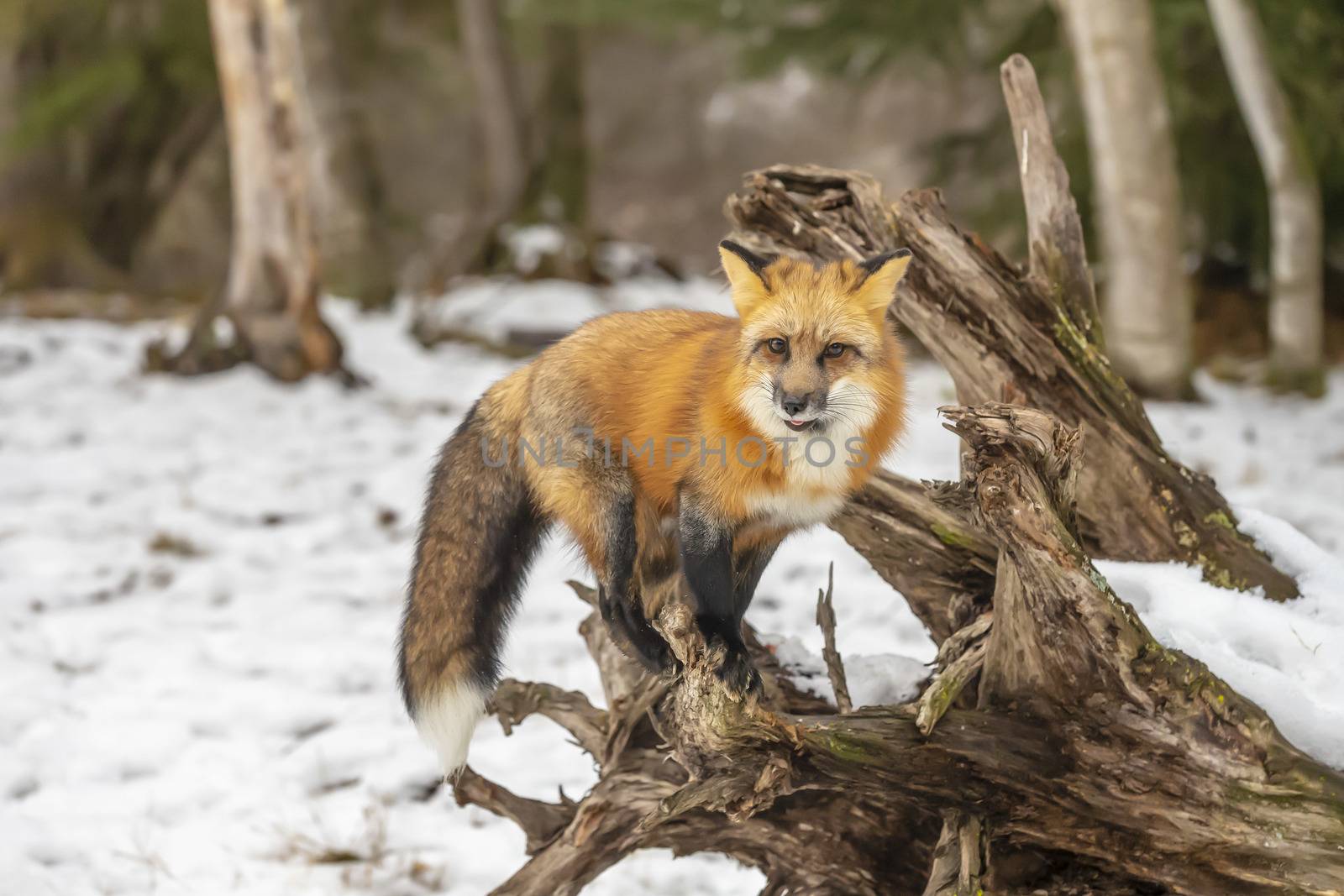 A Red Fox hunting for pray in a snowy environment