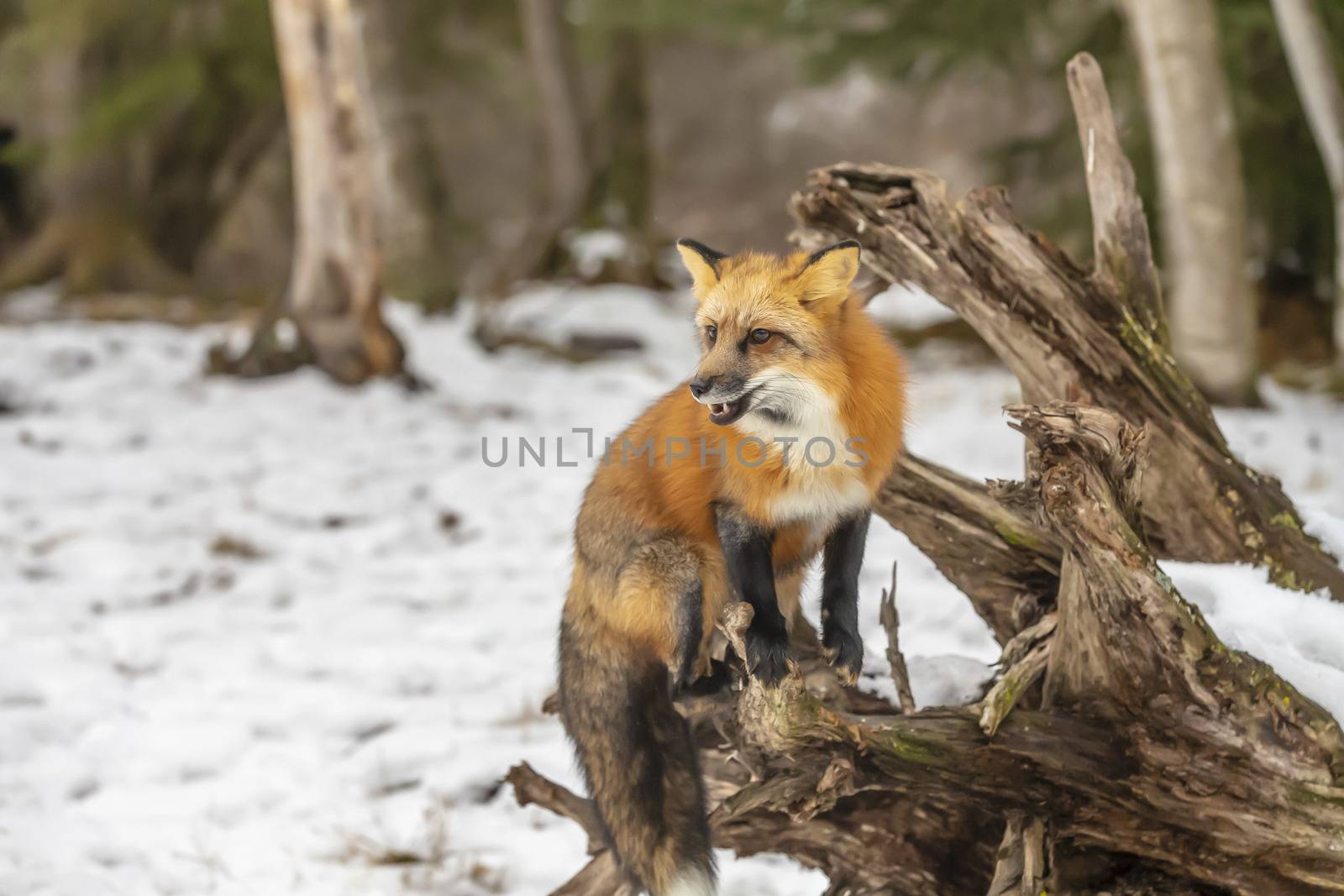 A Red Fox hunting for pray in a snowy environment