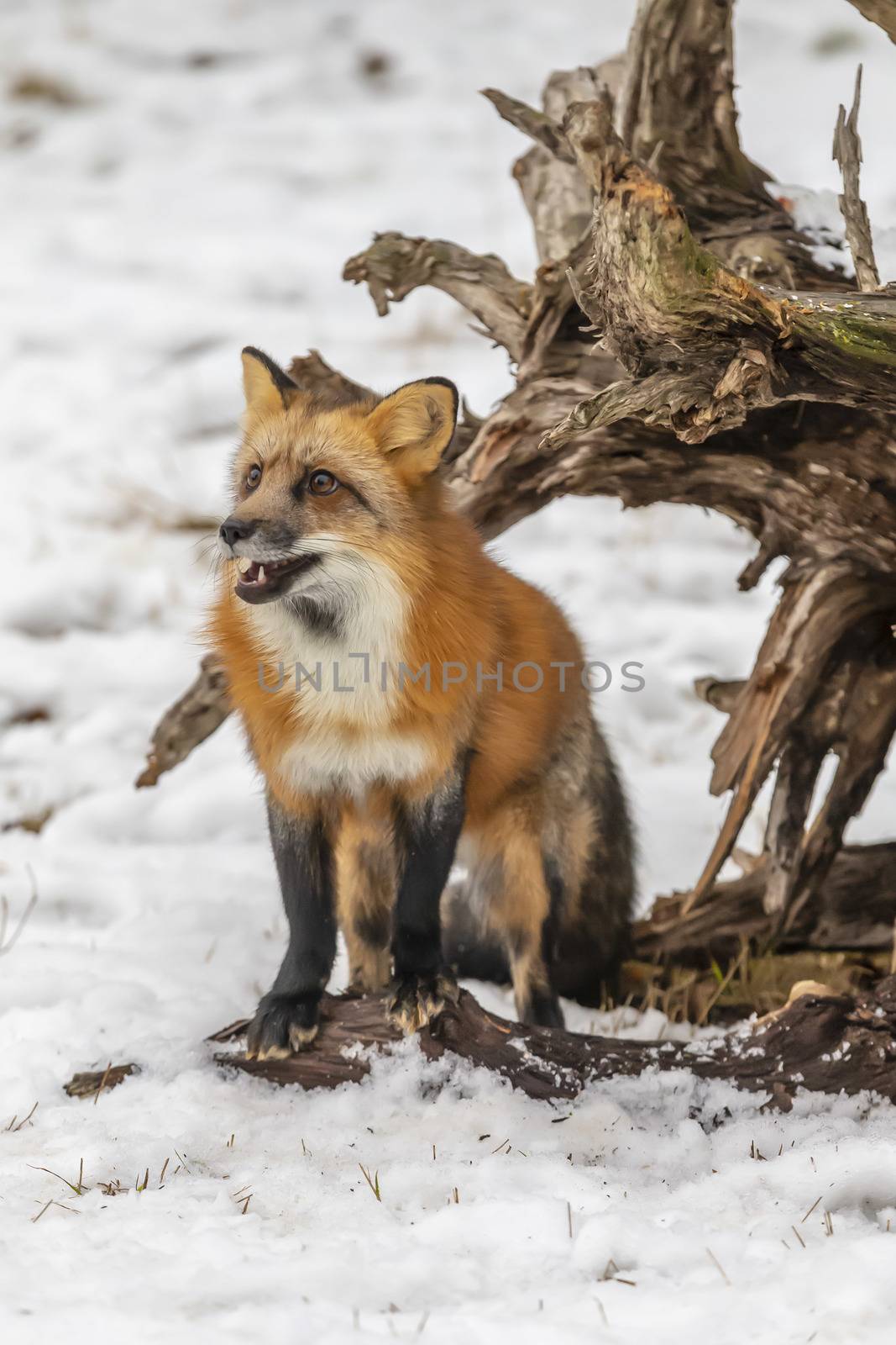 A Red Fox hunting for pray in a snowy environment