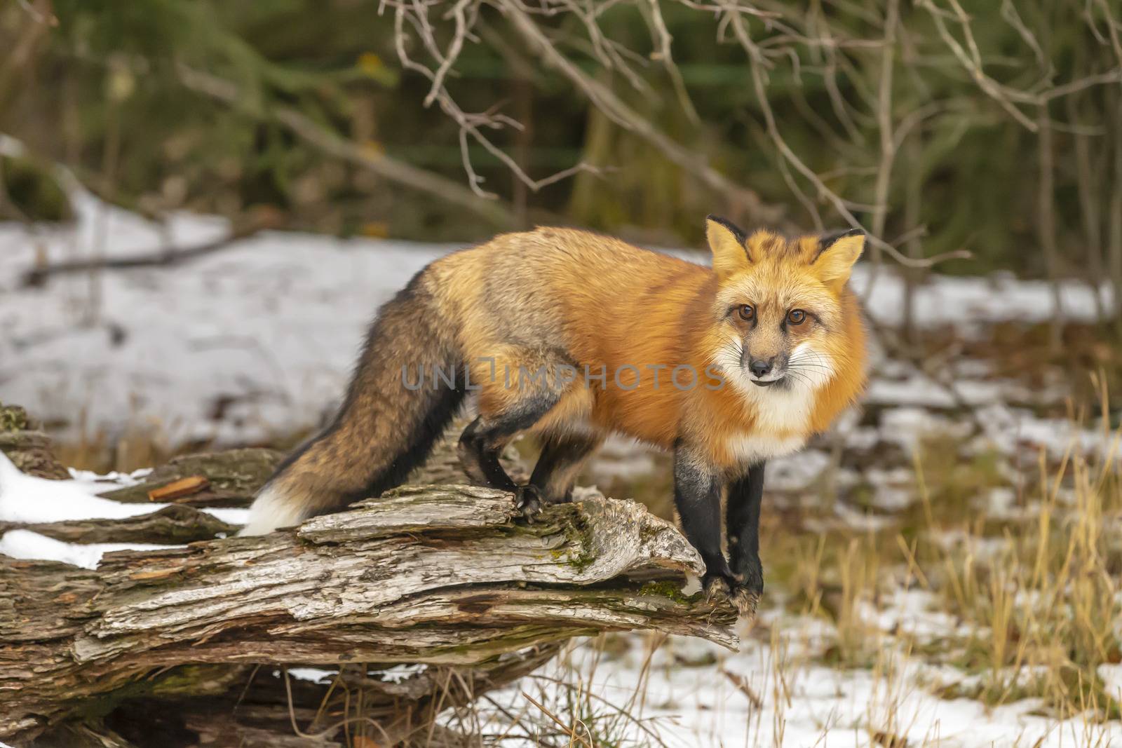 A Red Fox hunting for pray in a snowy environment