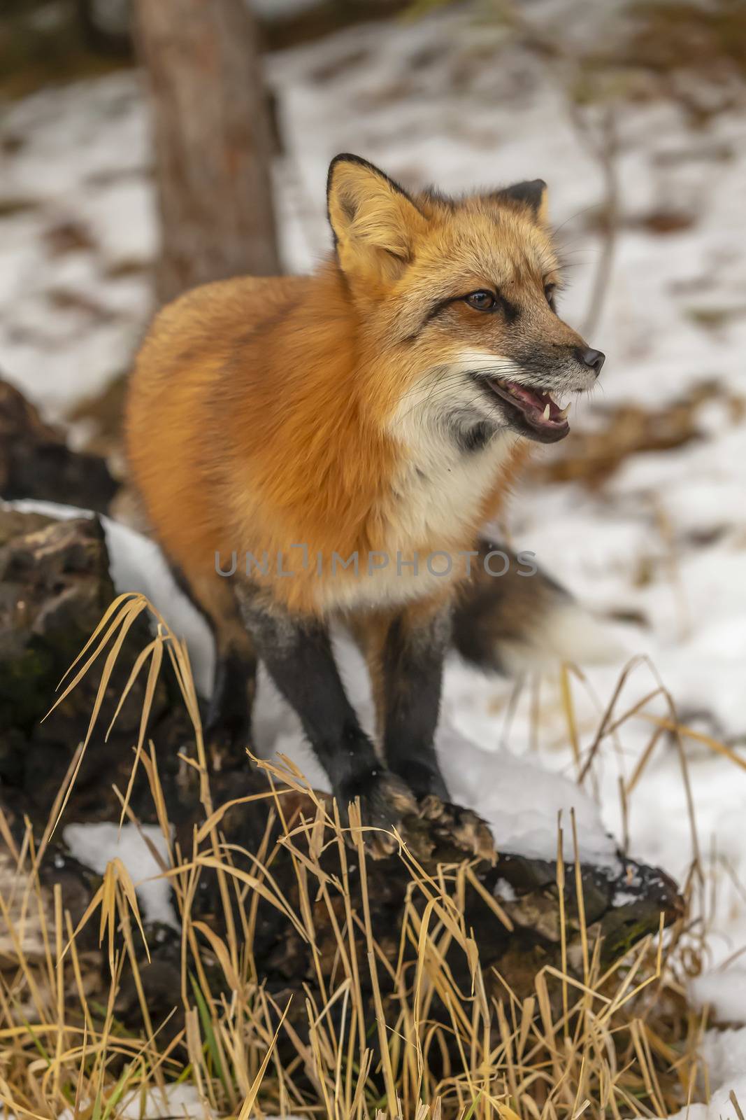 A Red Fox hunting for pray in a snowy environment