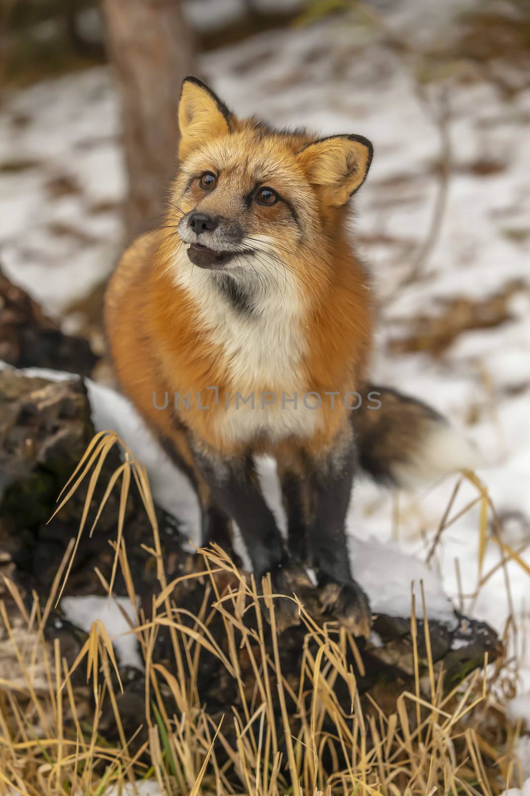 A Red Fox hunting for pray in a snowy environment