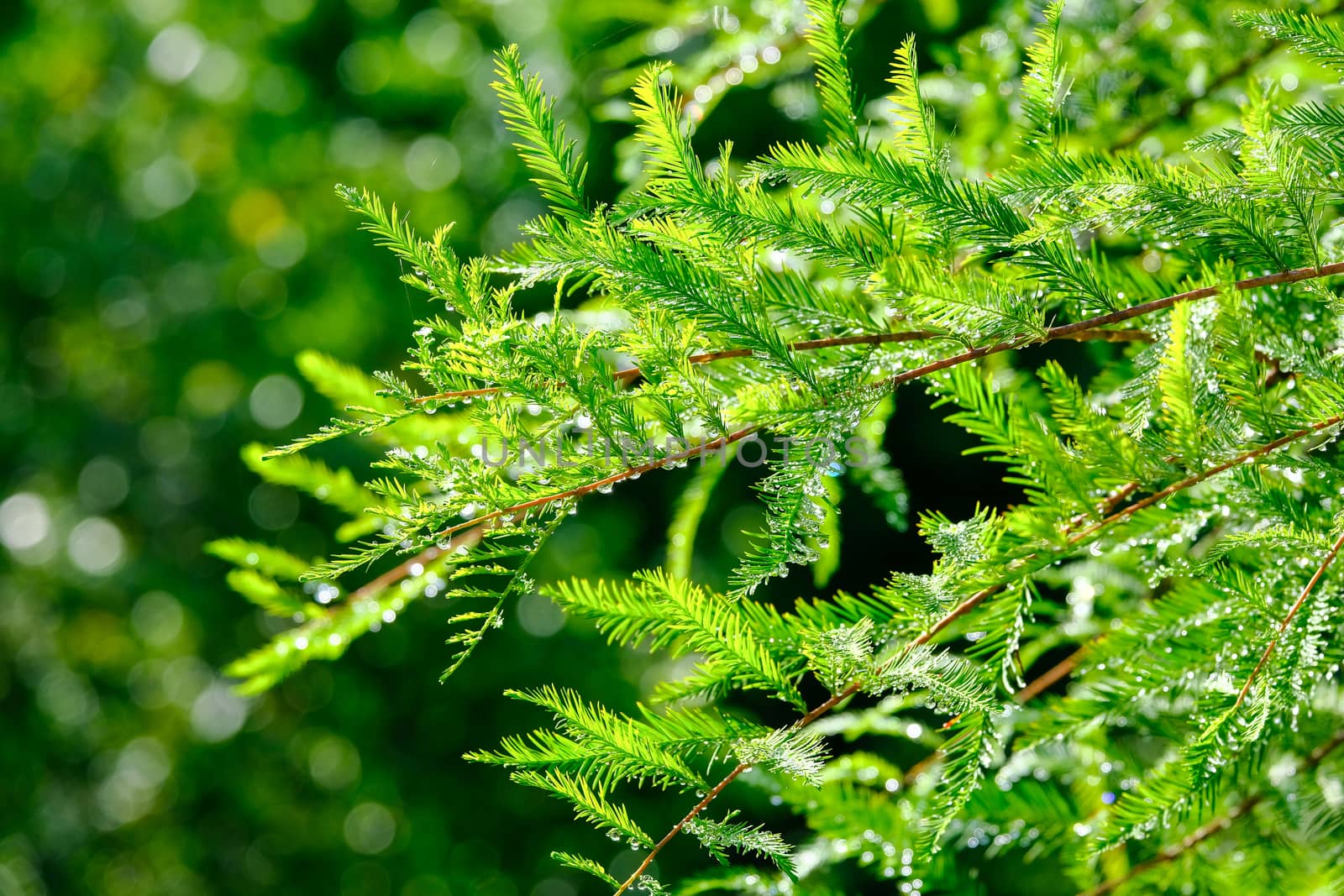 Dew drops on evergreen trees in morning light