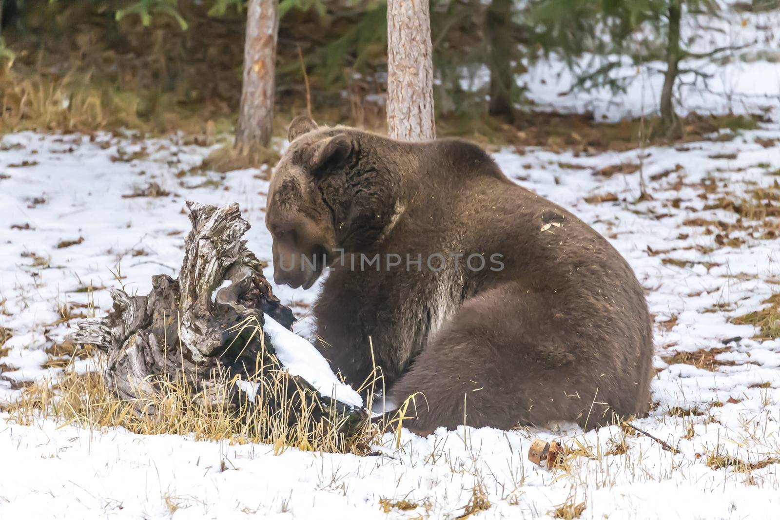 A Grizzly Bear enjoys the winter weather in Montana