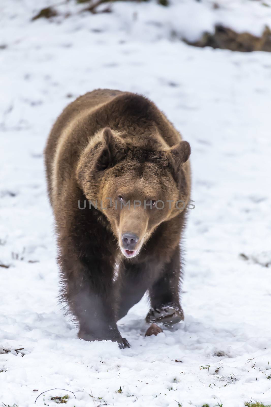 A Grizzly Bear enjoys the winter weather in Montana