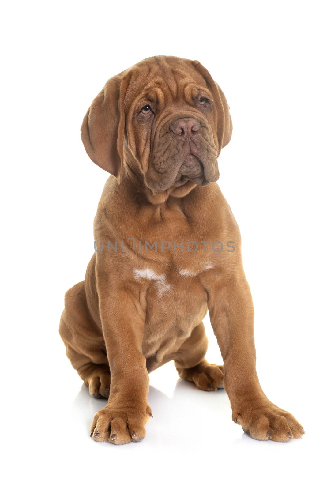 puppy Bordeaux mastiff in front of white background