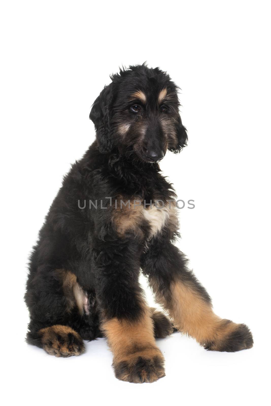 puppy afghan hound by cynoclub