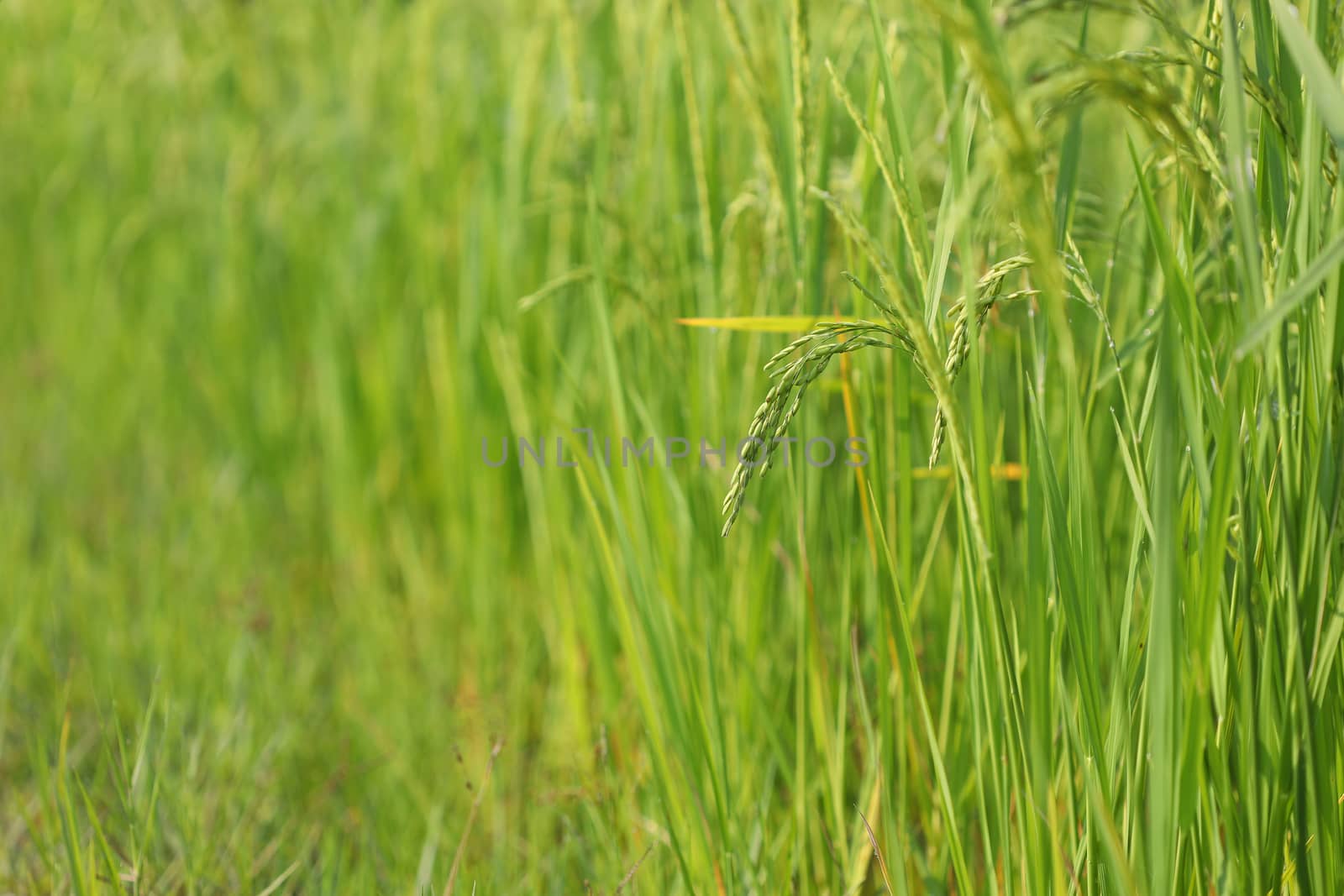 Rice paddy field under sunlight