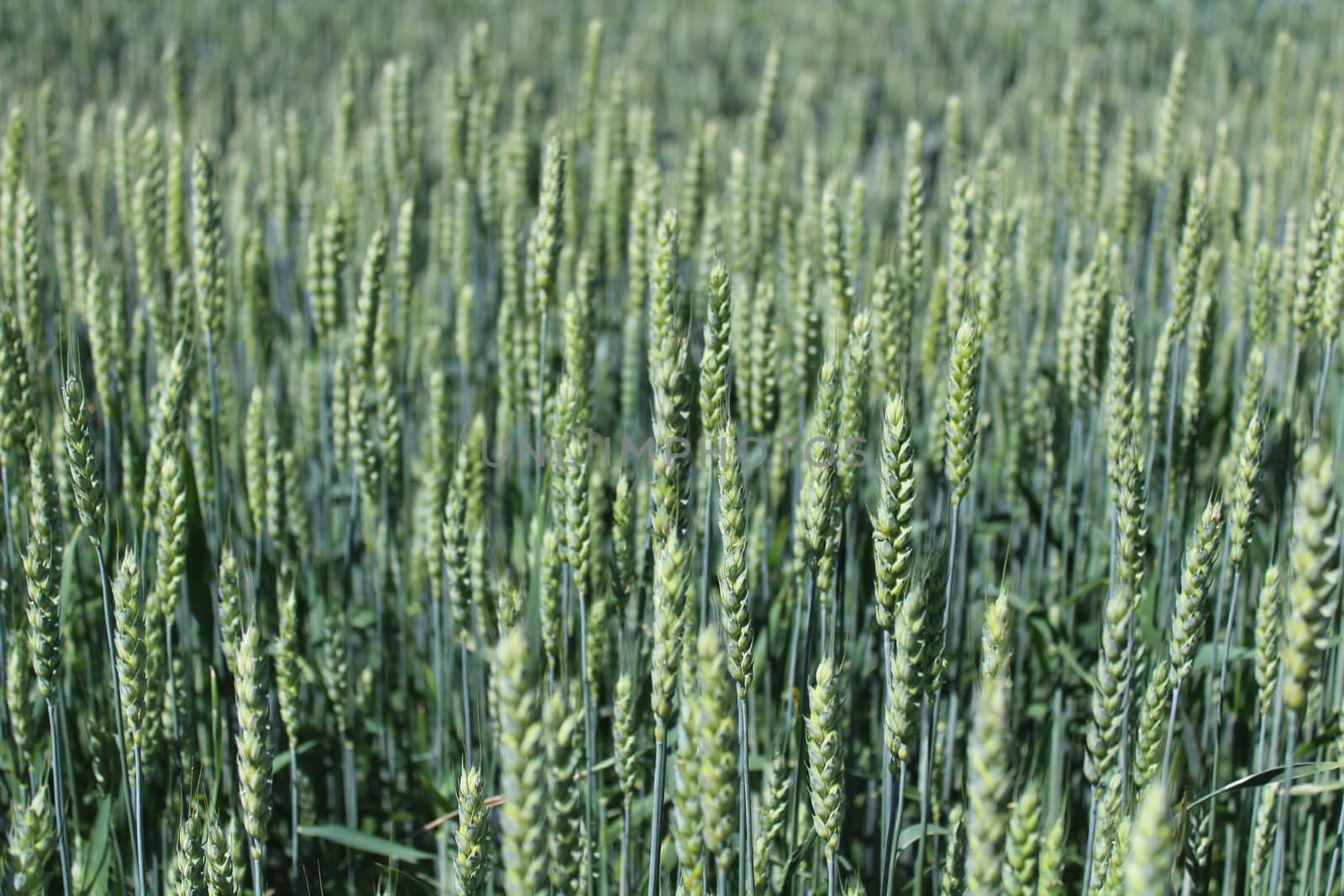 The picture shows wheat field with unripe wheat