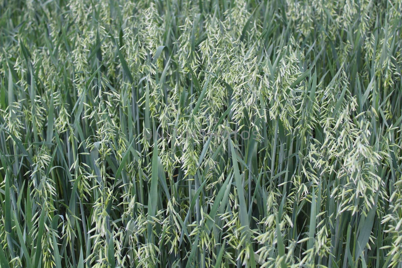 The picture shows a field with unripe oat