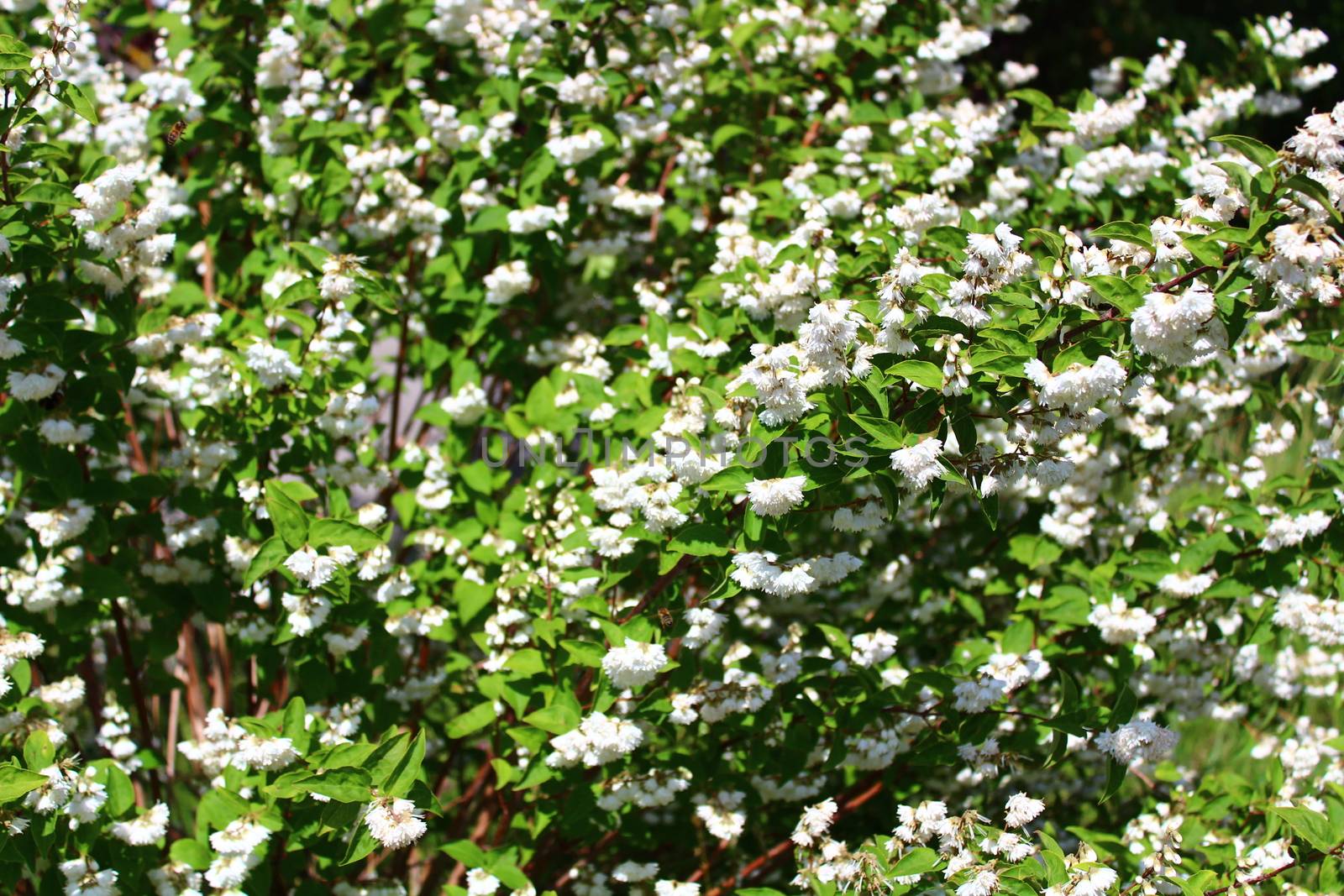 The picture shows beautiful jasmine in the garden