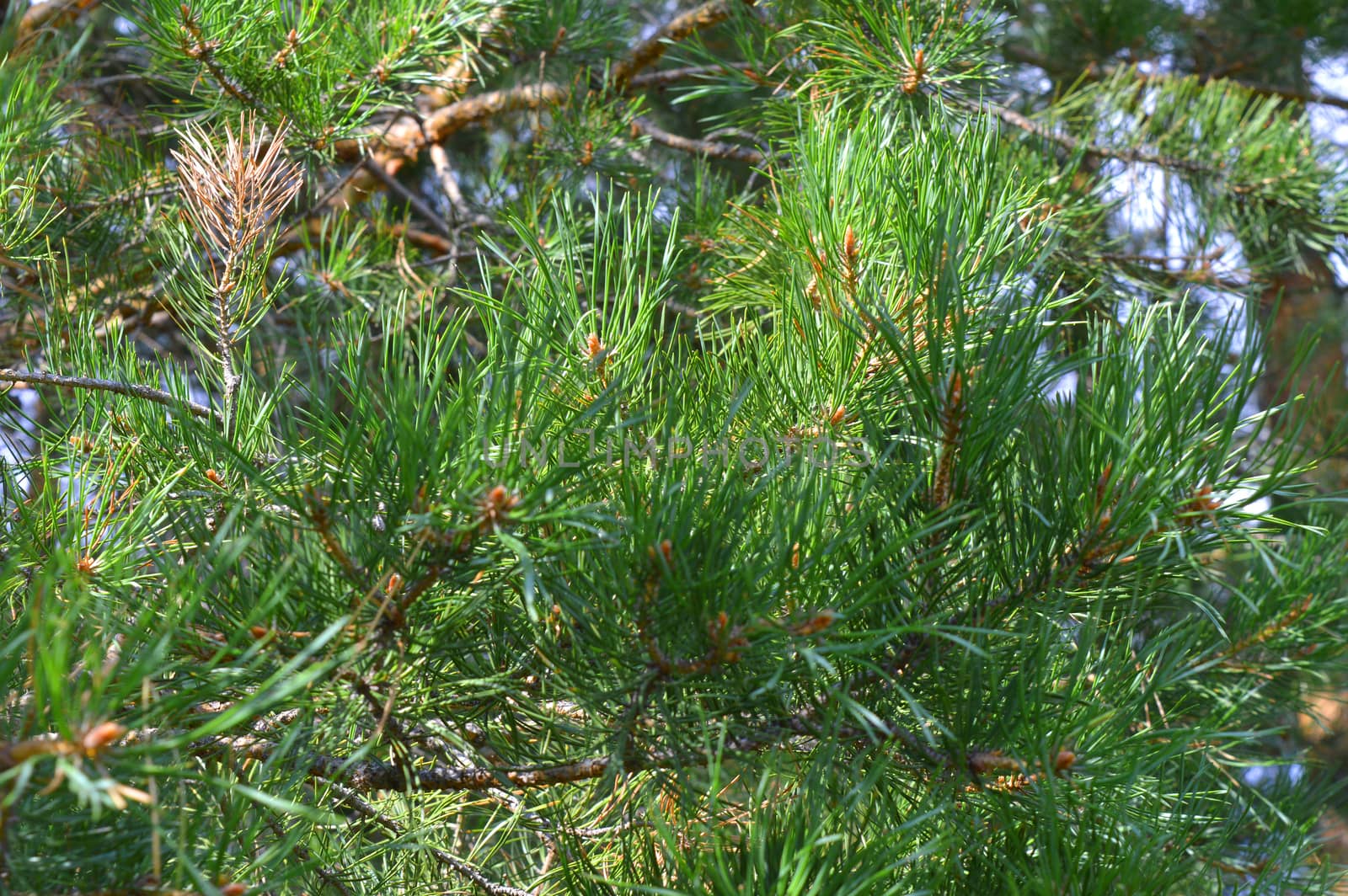 background nature with green twigs of pine