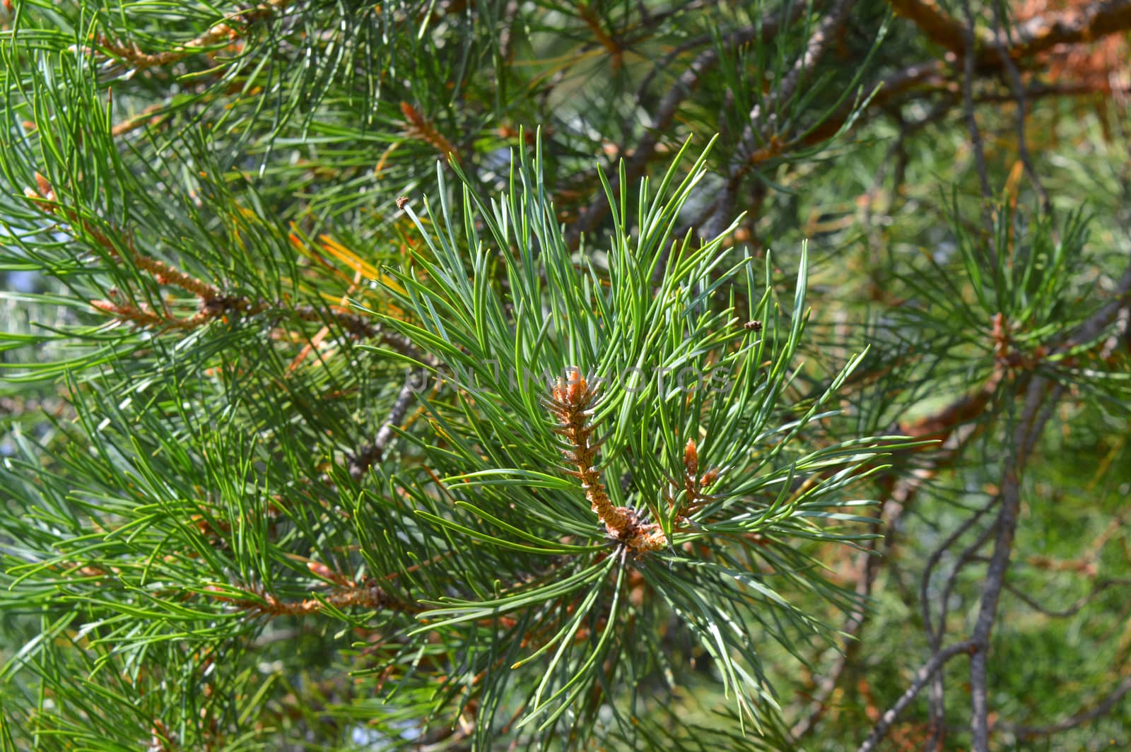 background nature with green twigs of pine