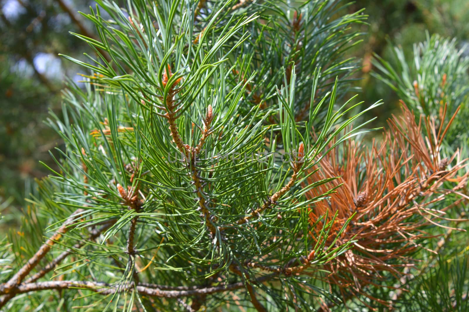 background nature with green twigs of pine